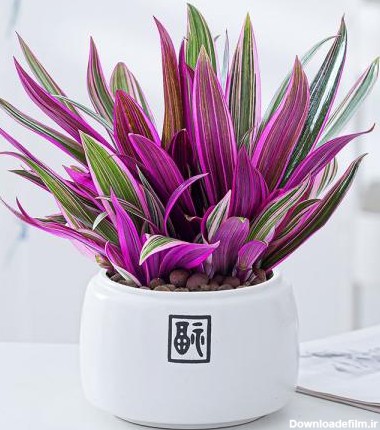 آشنایی با 10 مدل از انواع گل گندمی همراه با تصاویر | Send Flower ...