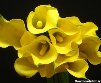 گل های زرد شیپوری yellow zantedeschia
