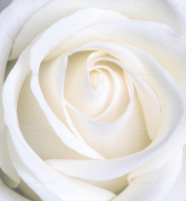 تصویر با کیفیت گل رز سفید