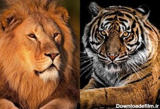مقایسه ببر و شیر از نظر قدرت در جنگ رو در رو/ عکس