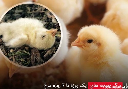 دلیل مرگ جوجه های یک روزه تا 7 روزه مرغ همراه با روش تشخیص و پیشگیری -