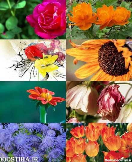 دانلود عکس از گل برای دسکتاپ Flower Wallpapers Pack 10