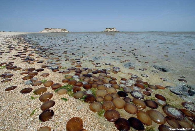 ساحل صدفی در جزیره هنگان با آب زلال دریا