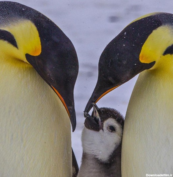 مجموعه عکس پنگوئن ها (پاول نیکلن) - متمم