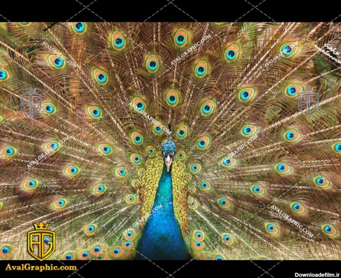 عکس با کیفیت طاووس قهوه ای