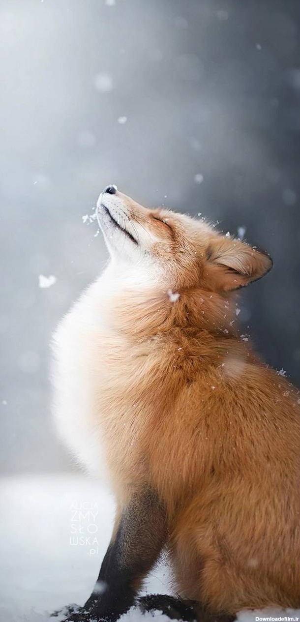تصویر زمینه گوشی آیفون از روباه قرمز در برف