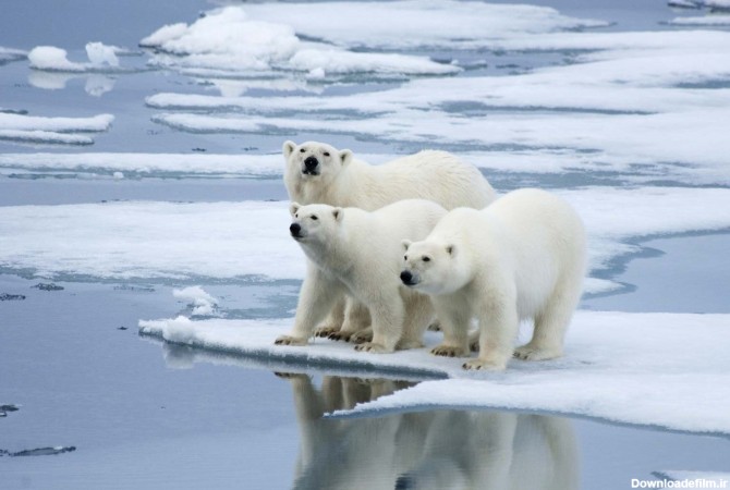 خرس قطبی؛ بزرگ‌ترین گوشتخوار روی زمین