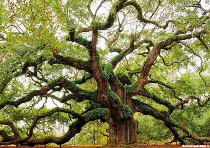 عجیب ترین درختان دنیا - تسنیم