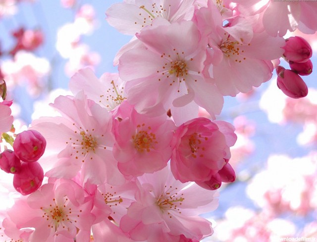 گالری عکس های گل ( عکس هایی از شکوفه های زیبای گل ها 1 )