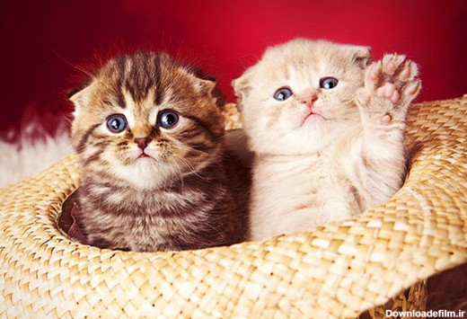 گربه های زیبا و ملوس و دوست داشتنی + عکس - مهین فال