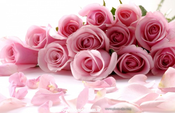 عکس دسته گلهای رز صورتی بسیار زیبا با گلبرگ های پرپر