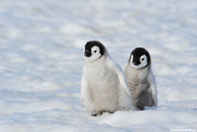 86حقایق شگفت انگیز و جالب در مورد زندگی و بدن پنگوئن ها