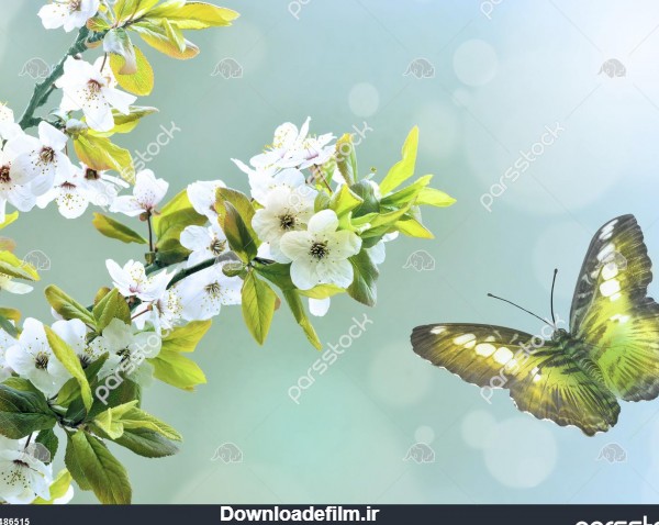 پروانه سبز بر روی زمینه شکوفه بهار 1486515