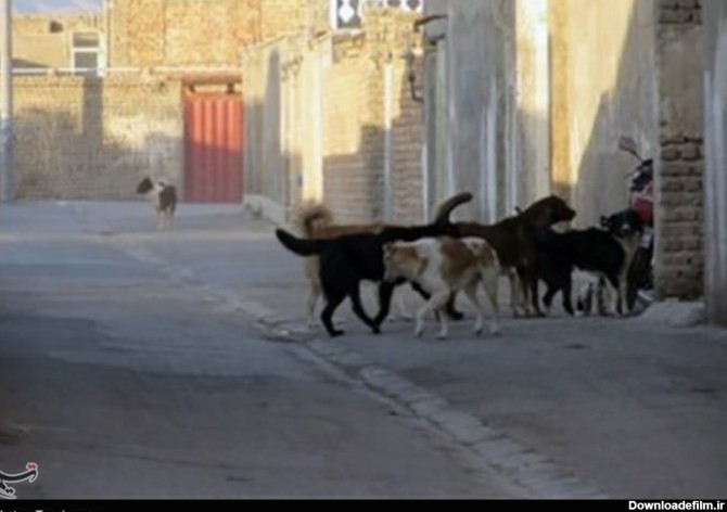 گزارش|سنندج در محاصره سگ های ولگرد/ وحشت شهروندان از پرسه سگ ...
