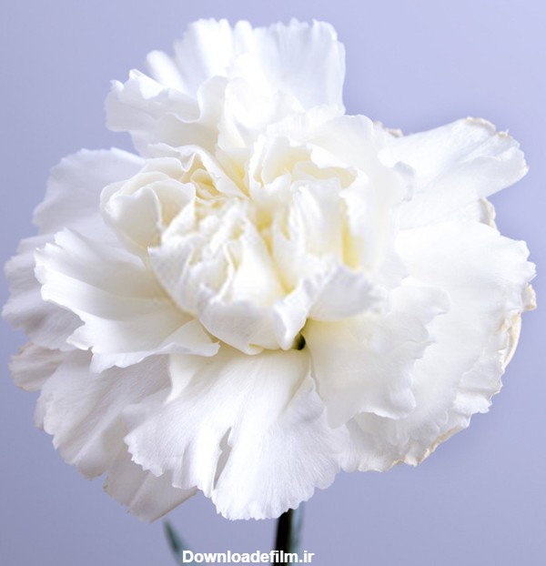 بذر گل میخک سفید صد پَر معطر گل درشت مناسب برای مناطق معتدله و ...