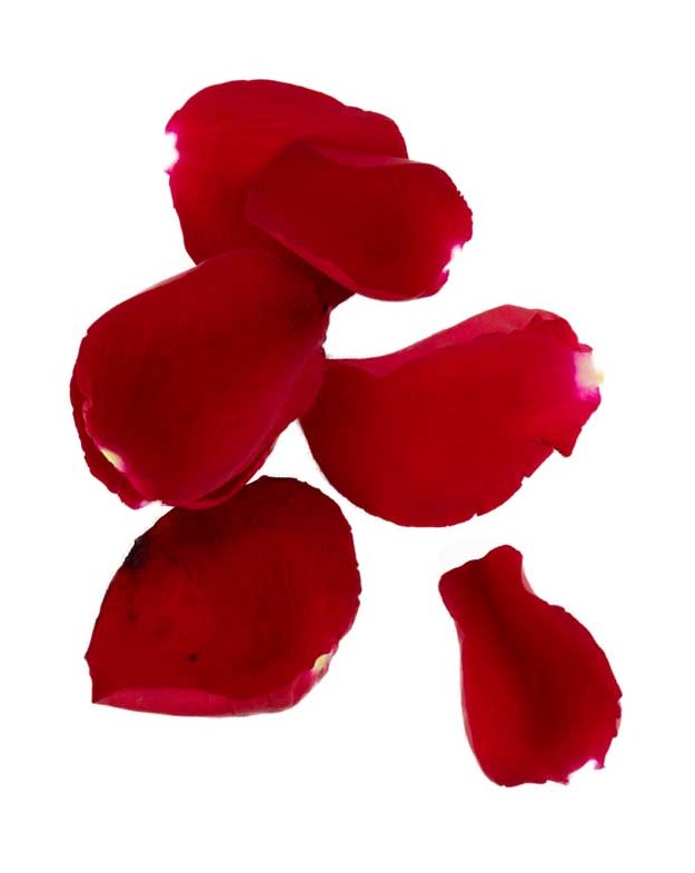 دانلود طرح با کیفیت گلبرگ های قرمز