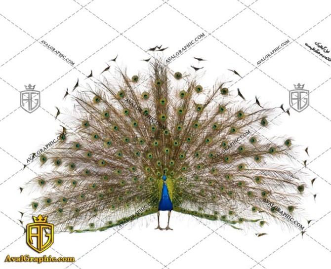 عکس با کیفیت پَرهای باز طاووس مناسب برای طراحی و چاپ - عکس طاووس - تصویر طاووس - شاتر استوک طاووس - شاتراستوک طاووس