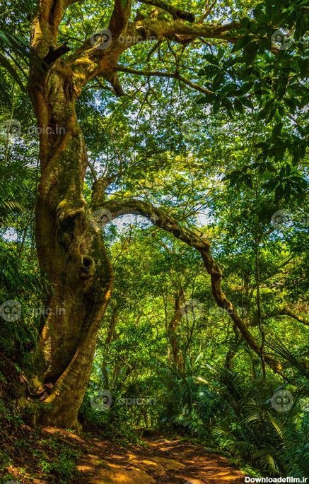 دانلود عکس درخت بزرگ در جنگل طبیعی استوایی جنگل ilha grande برزیل ...