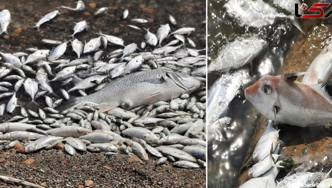مرگ دسته جمعی ماهیان دریاچه نمک بندر ماهشهر / علت چیست؟ + عکس