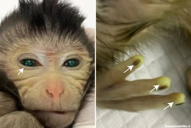 تولد میمونی عجیب با چشمان سبز و انگشتان فلورسنت/ عکس