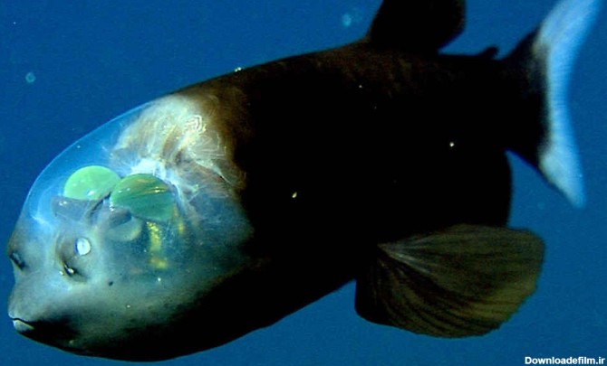 عکس ماهی شفاف
