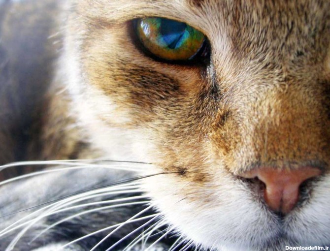 ۷ حقیقت جالب در مورد رنگ چشم های گربه-@ITPetnet