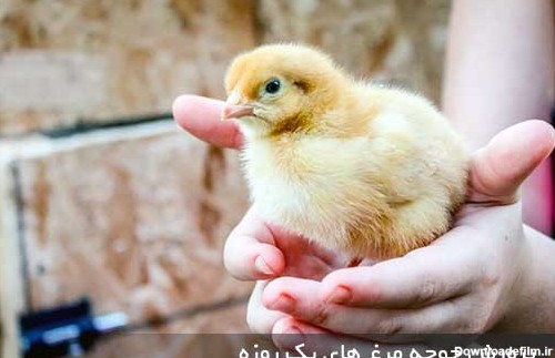 نحوه نگهداری و پرورش جوجه مرغ های یکروزه | جوجه کشی مرغ بومی