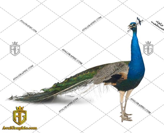 عکس با کیفیت طاووس خوش اندام مناسب برای طراحی و چاپ - عکس طاووس - تصویر طاووس - شاتر استوک طاووس - شاتراستوک طاووس