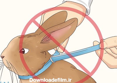 چگونه کک بدن خرگوش را درمان کرده و از بین ببریم