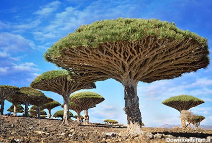 عجیب ترین درختان دنیا + عکس
