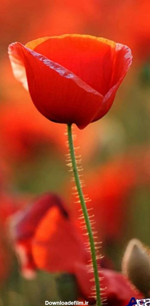 عکس گل شقایق زیبا و وحشی در طبیعت