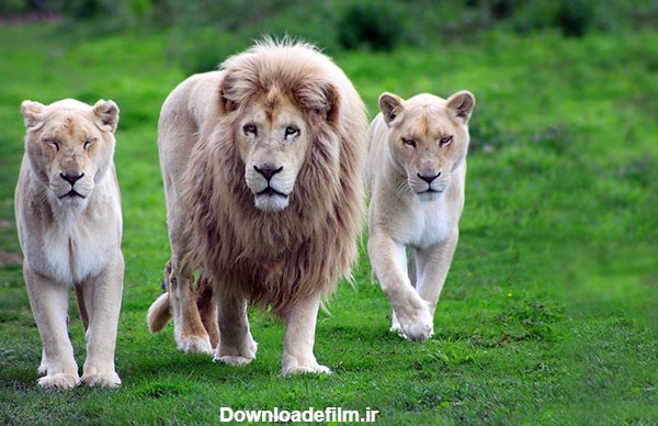 عکس شیر سلطان جنگل (5)