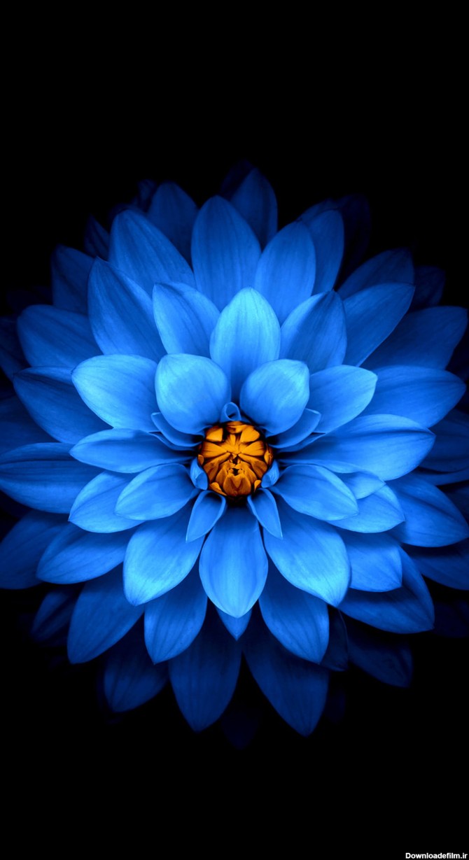 مجموعه تصویر زمینه گل آبی رنگ جذاب | فریپیکر