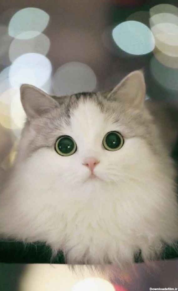 عکس بچه گربه برای پروفایل