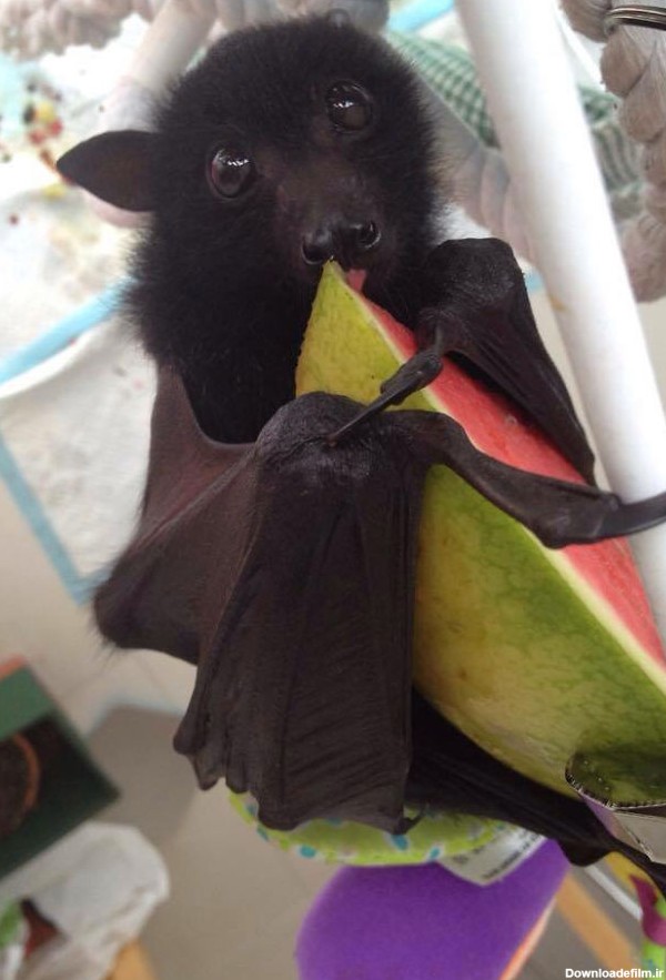 عکس های که نشان می دهند خفاش ها چندان هم ترسناک نیستند - روزیاتو