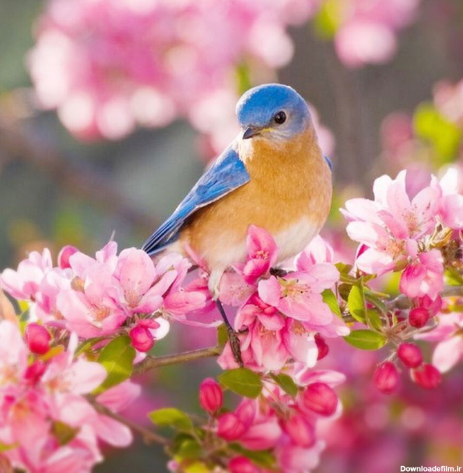 عکس طبیعت بهاری - بیش از 30 عکس بهار با کیفیت بالا و ادیت ...