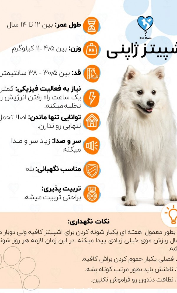 شناختنامه سگ اشپیتز ؛ انواع، خصوصیات، نگهداری و تربیت - پت پرس