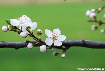 بهار شکوفه‌ها در خراسان‌شمالی