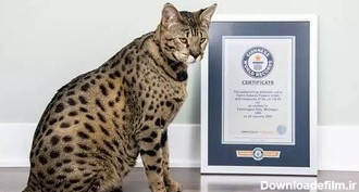 عکس | قدبلندترین گربه خانگی جهان با ابعادی باورنکردنی