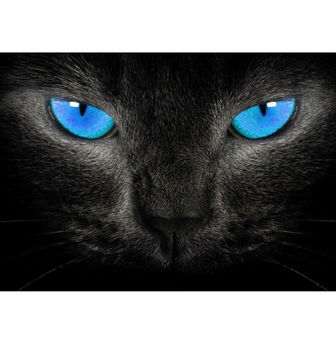 قیمت و خرید مگنت طرح گربه چشم آبی مدل T1252