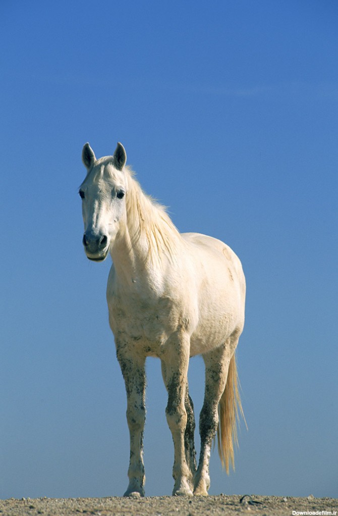 عکس اسب سفید اهلی - مسترگراف
