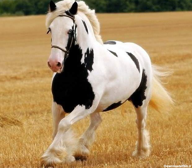 زیباترین اسب های جهان (عکس)