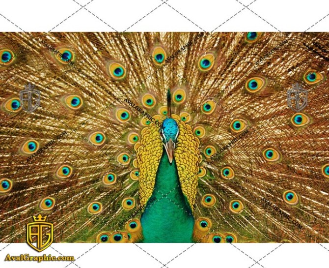 عکس با کیفیت طاووس طلایی مناسب برای طراحی و چاپ - عکس طاووس - تصویر طاووس - شاتر استوک طاووس - شاتراستوک طاووس