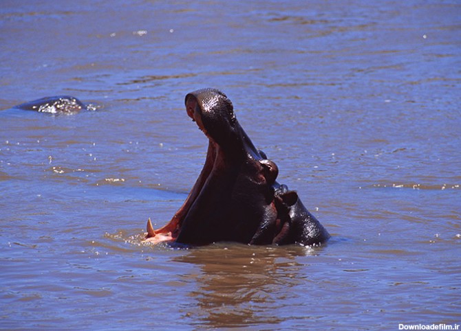عکس اسب آبی دهان باز در رودخانه - مسترگراف
