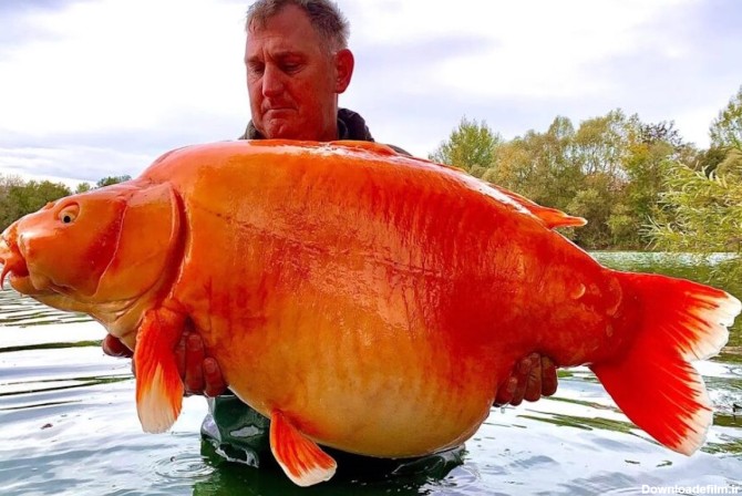 پیرترین ماهی قرمز جهان و سنش همه را حیرت زده کرد!