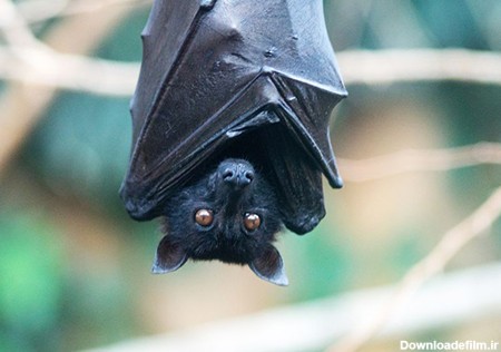 خفاش‌ها آن‌قدر که به نظر می‌رسد ترسناک نیستند