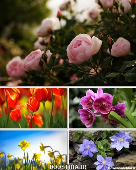 عکس های زیبا از گل و طبیعت Beautiful Flowers Wallpapers