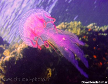 Index of /image/jellyfish/large-picture