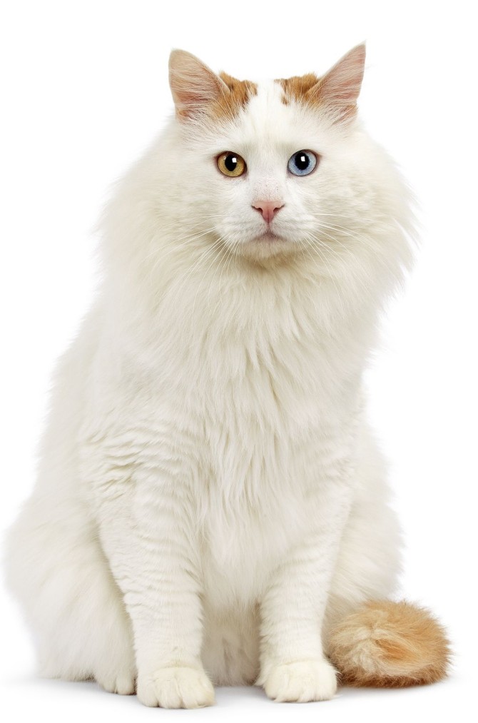 دو رنگ بودن چشم گربه ها چه دلیلی دارد؟ چشم کدام گربه ها دو رنگ است؟