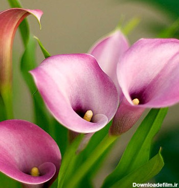 گل شیپوری بنفش روشن soft pink calla lilies